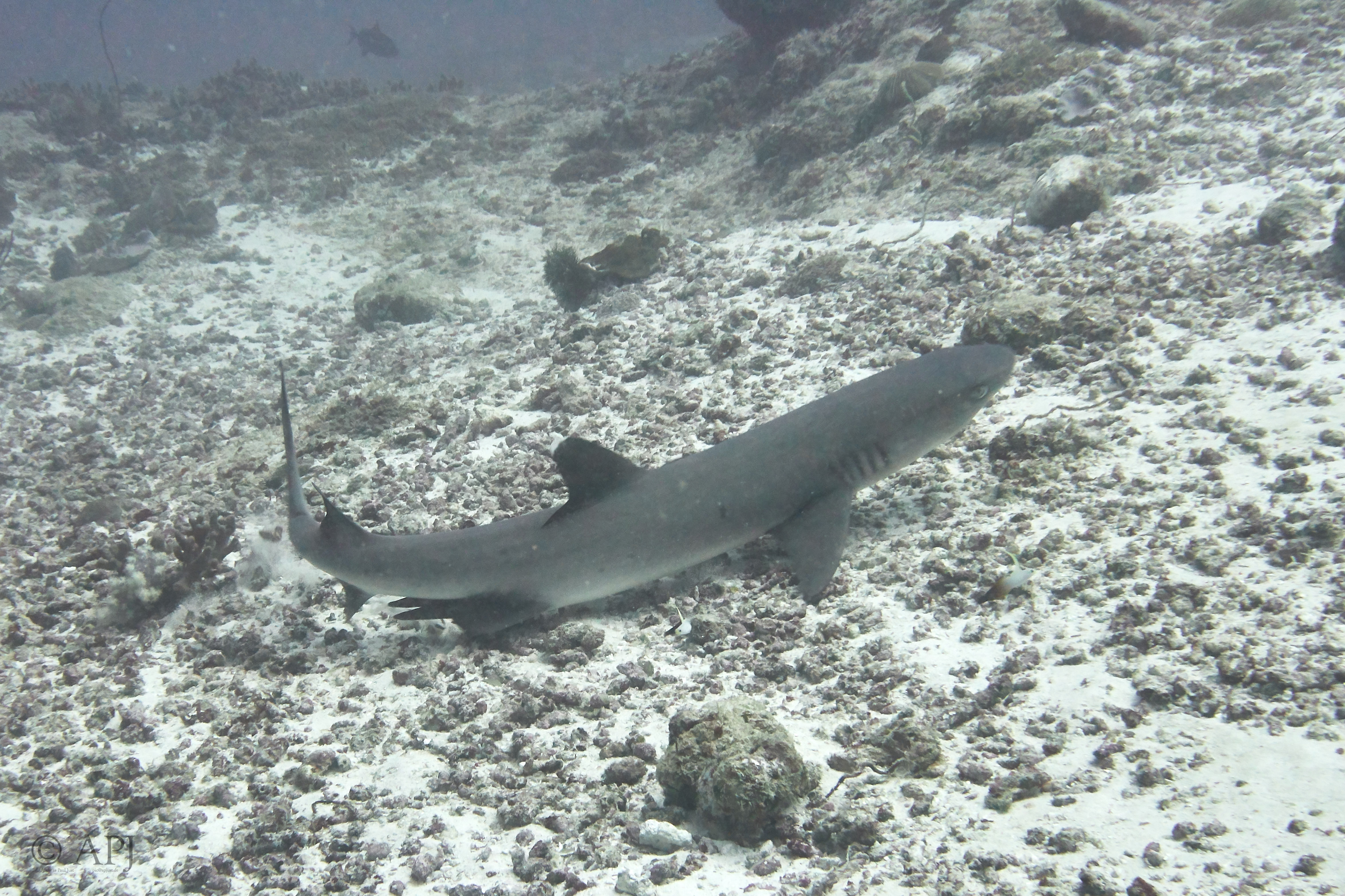 000439 14 08 17  Canon PowerShot G7 X Mark II   Malediven2017